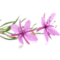 Epilobium - reduce la inflamación y apoya el sistema urinario