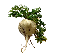Maca - equilibrio hormonal y aumento de energía